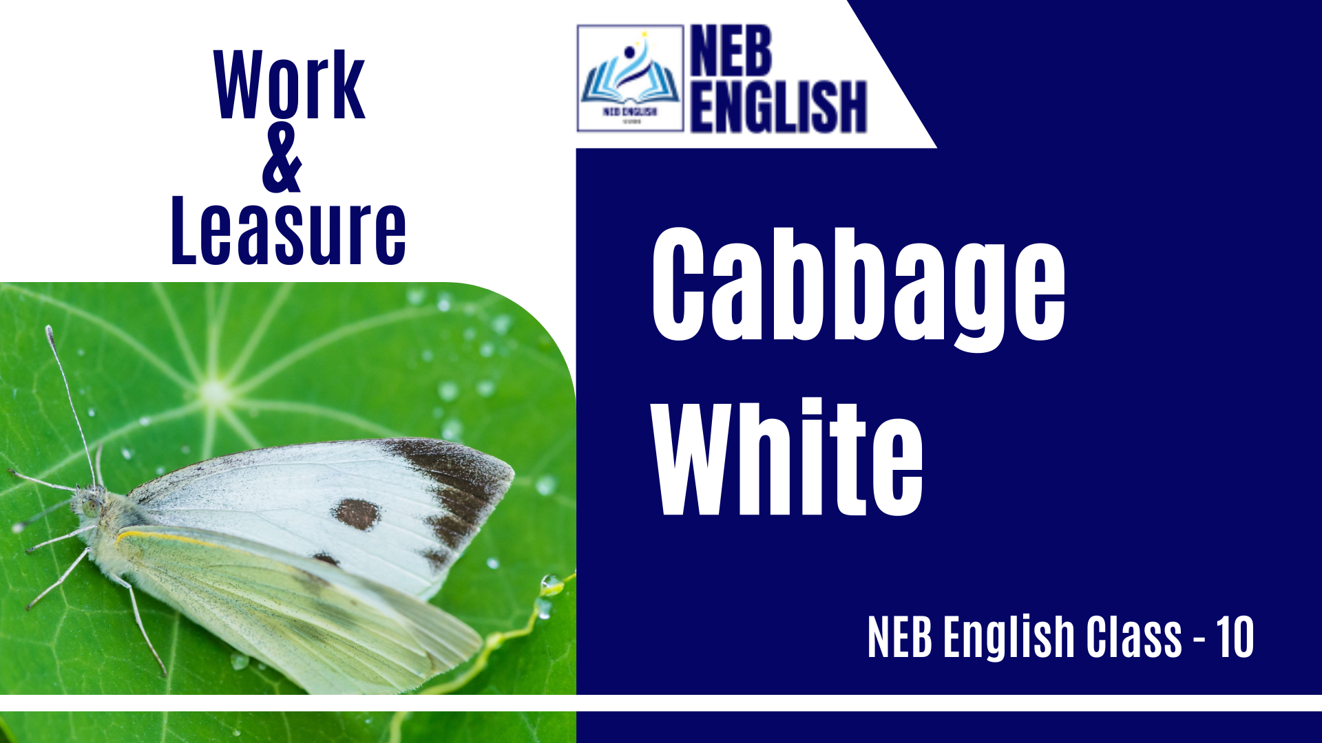 Cabbage White - Class 10 Exercise 1 Cabbage White - Class 10 Exercise